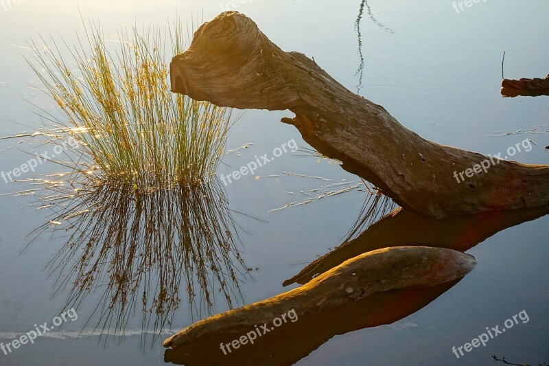 Wood Trunk Reflection Water Nature