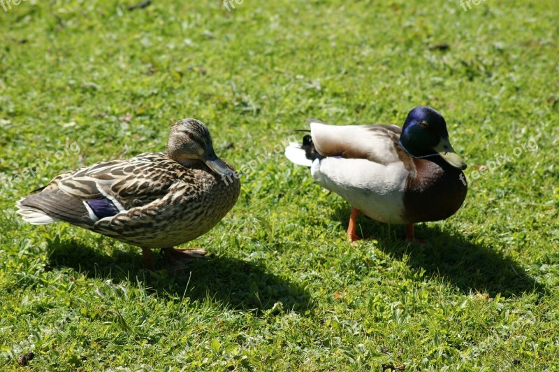 Mallards Ducks Drake Animals Water Bird