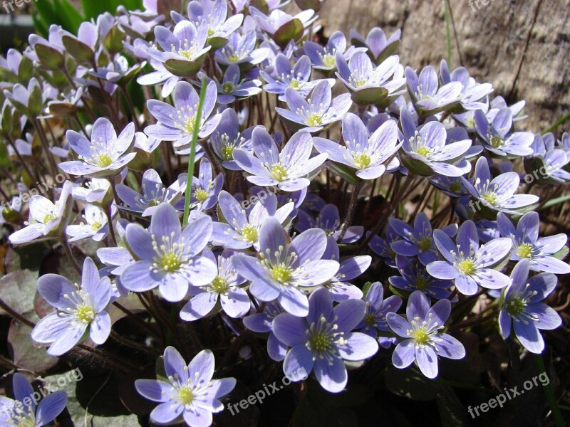 Liverwort Hepatica Spring Flower Blue