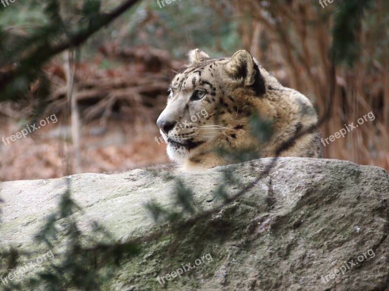 Snow Leopard Leopard Animal Forest Free Photos