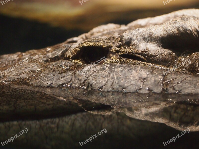 Crocodile Alligator Water Zoo Free Photos