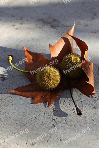 Plane Tree Leaves On The Ground Banana Ride Encounter Leaves And Balls