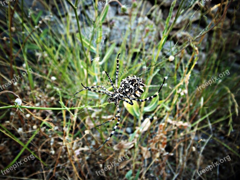 Spider Tiger Wasp Spider Spider Araneomorfa Argiope Field