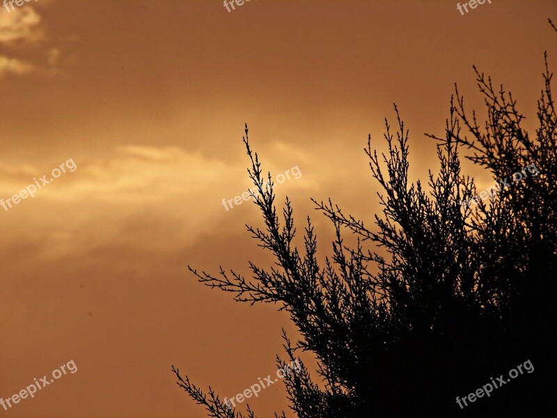 Sunset Sky Clouds Branches Field