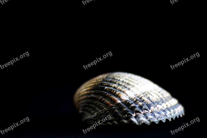 Shell Close Up Water Creature Sea Animals Flotsam