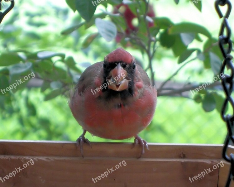 Cardinal Bird Red Nature Animal