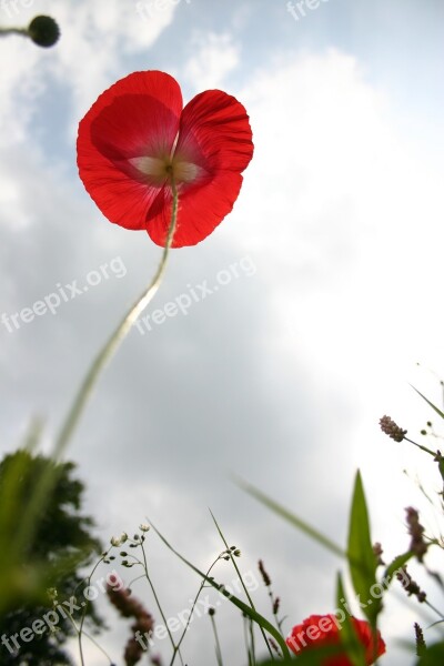 Poppy Sky Blue Red Flowers