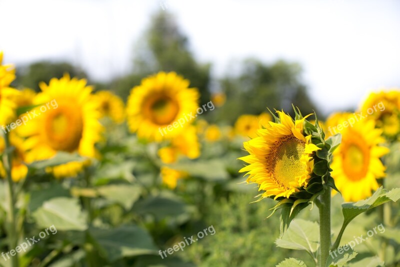 Sunflowers Field Flowers Summer Free Photos