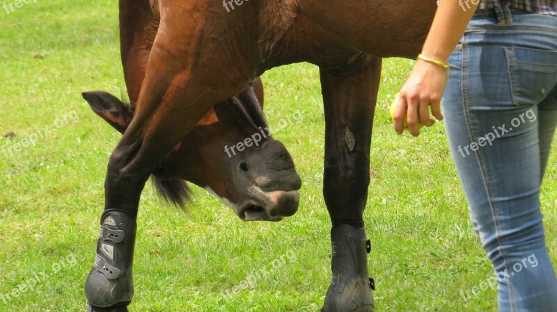 Horse Training Game Brown Free Photos