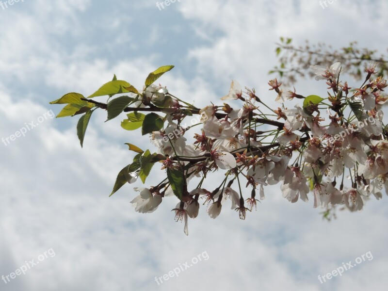 Apple Blossoms Apple White Flower Petal