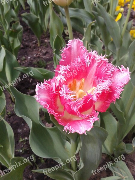 Tulip Flower Flowers Free Photos