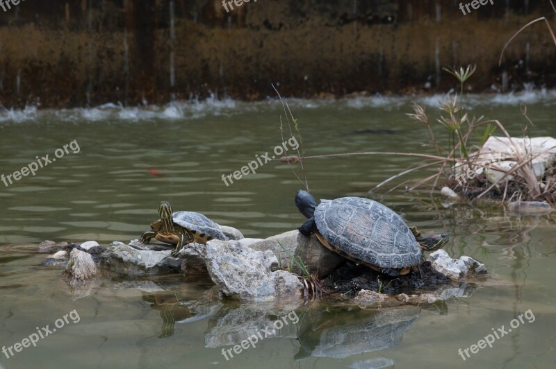 Animals Turtles Turtle Pond Free Photos