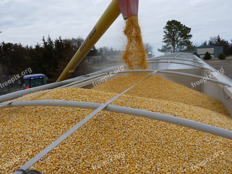 Corn Agriculture Loading Truck Vehicle