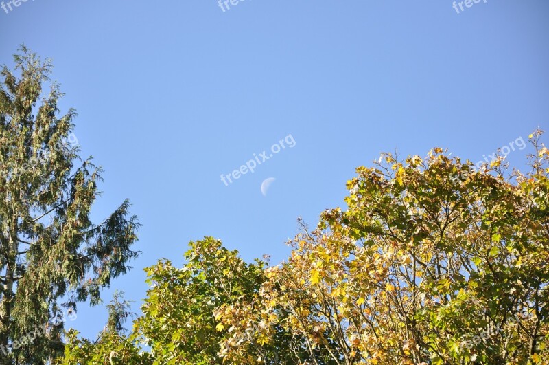 Moon Tree Sky Free Photos