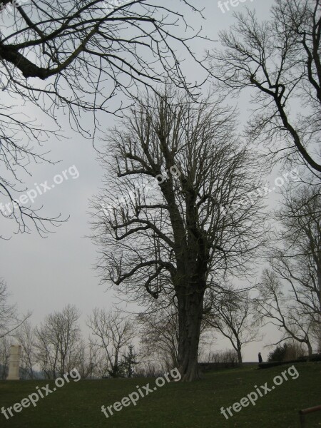 Tree November Mood Landscape Gloomy