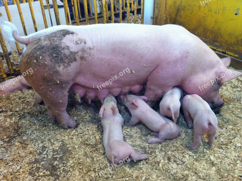 Pigs Feeding Piglet Domestic Piggy