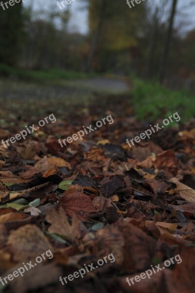 Leaves Autumn Fall Foliage Trist Trees