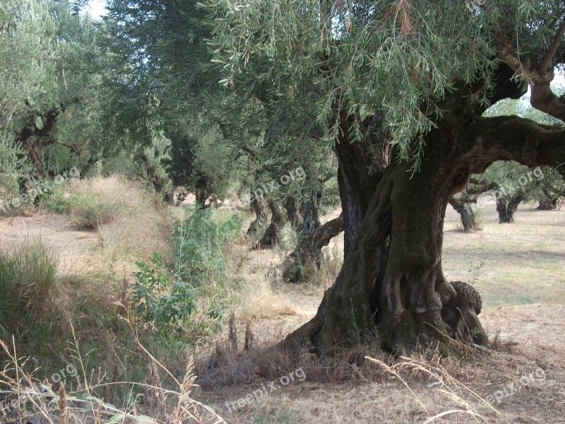 Olive Trees Trees Nature Free Photos