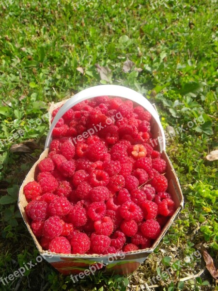 Raspberry Basket Summer Fruit Berries