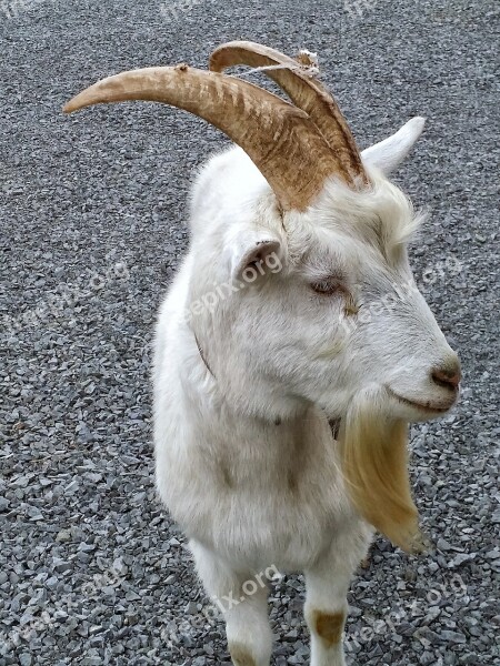 Goat White Animal Farm Mammal