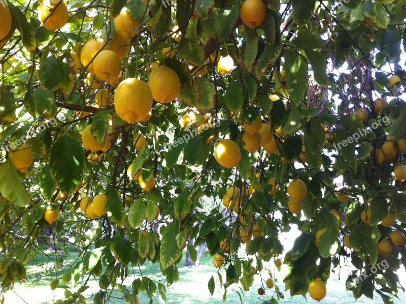 Citrus Lemons Organic Refreshment Delicious