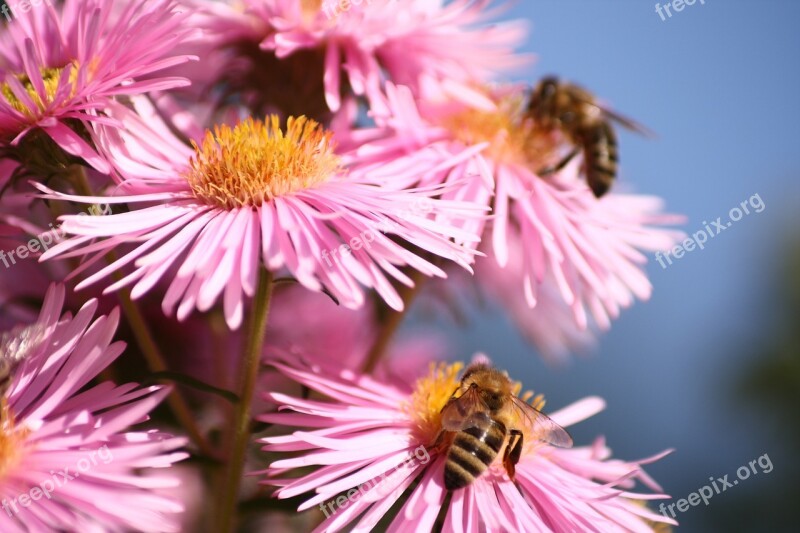 Honey Bees Bees Insect Blossom Bloom