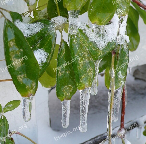 Icicles Freezing Rain Leaves Vine Winter