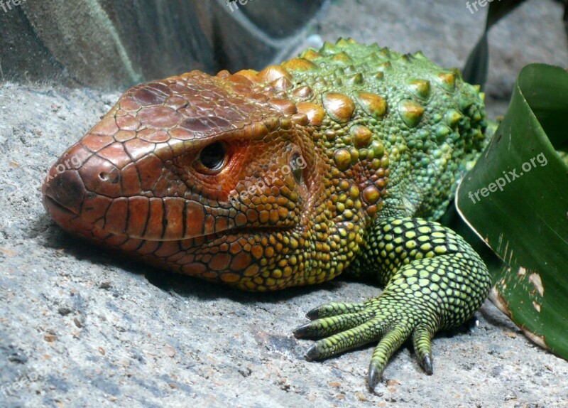 Caiman Lizard Reptile Exotic Head Lying