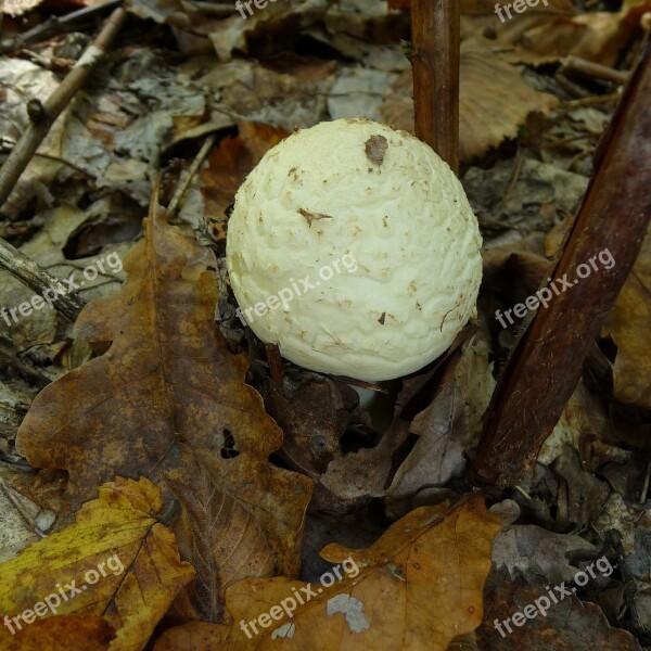 Citron Amanita Mushroom Fungus False Death Cap Woods