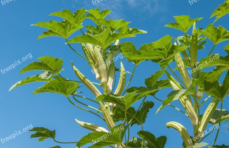 Okra Plant Fruit Vegetable Agriculture