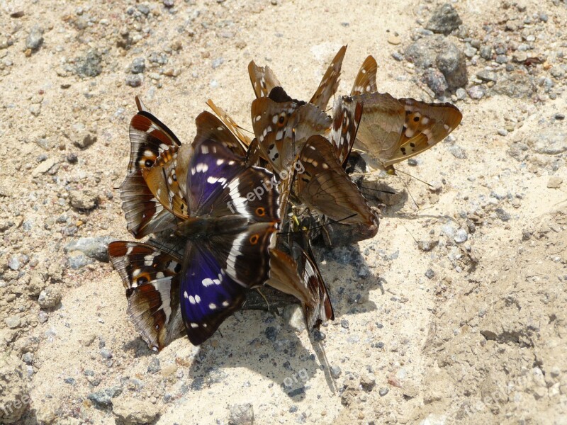 Purple Emperor Butterflies Lesser Purple Emperor Eating Feeding