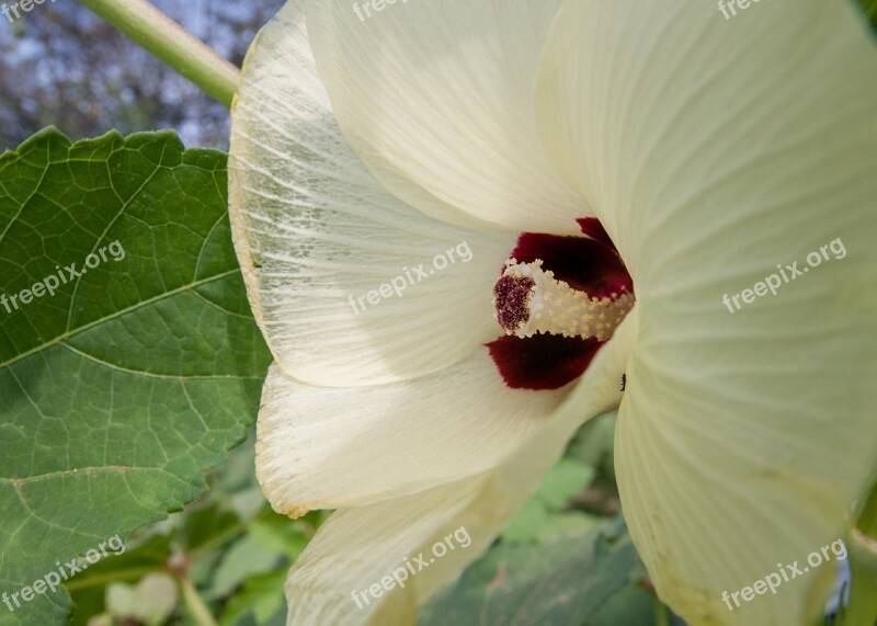 Okra Flower Bloom Blossom Blooming