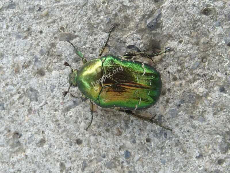 Goldsmith Beetle Metallic Green Rose Chafer