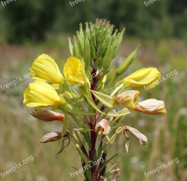 Evening Primrose Suncup Sundrop Yellow Bloom