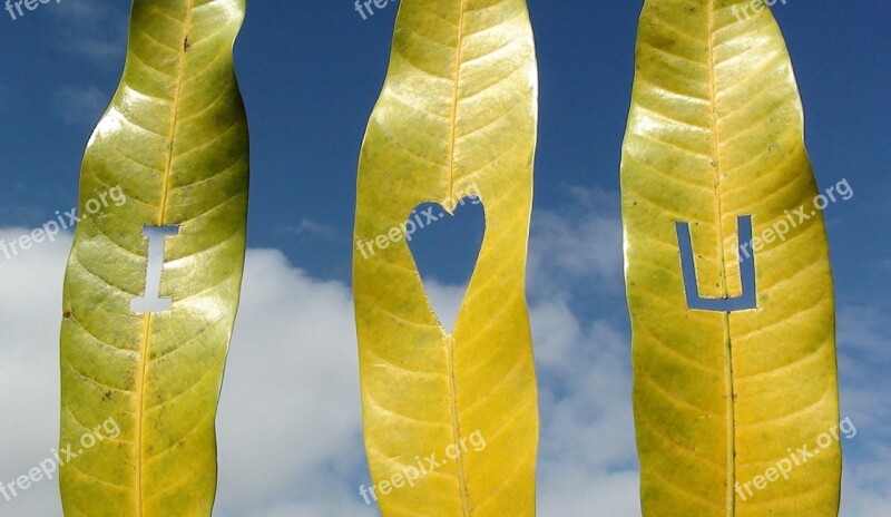 Leaves I Love You Leaf Love Romantic