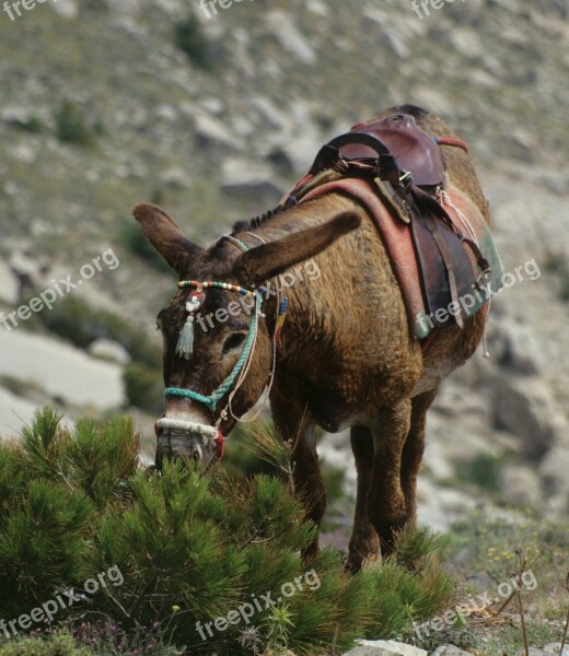 Donkey Mule Greece Animal Free Photos