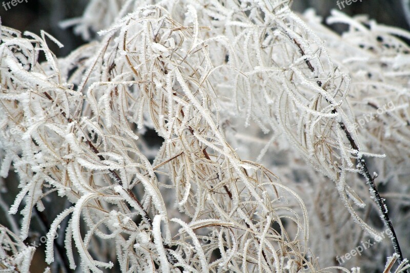 Winter Frozen Icing Whites Frost