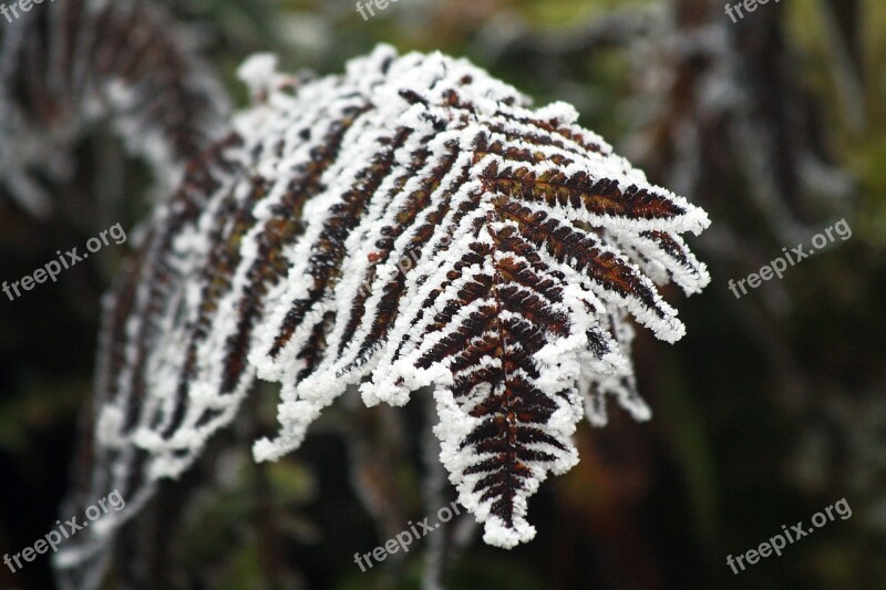 Fern Winter Frozen Icing Whites