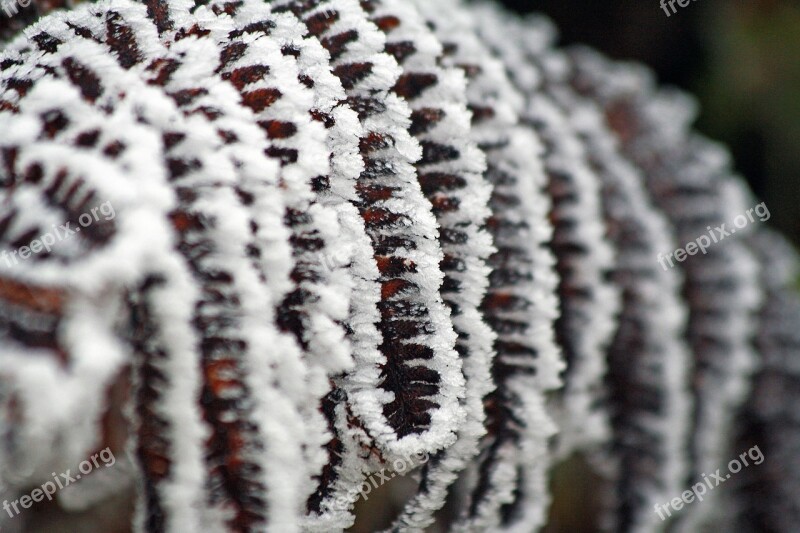 Winter Frozen Icing Whites Frost