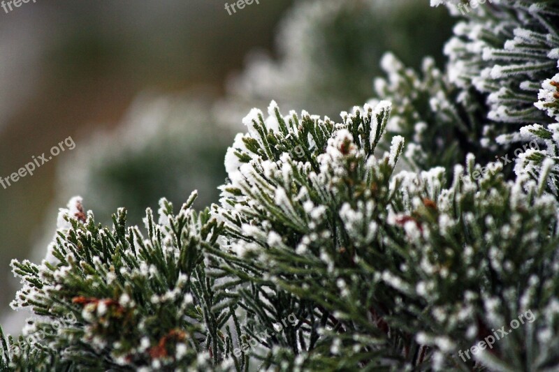 Winter Frozen Icing Whites Frost