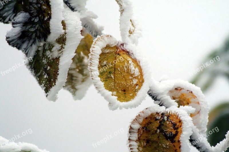 Winter Frozen Icing Whites Frost