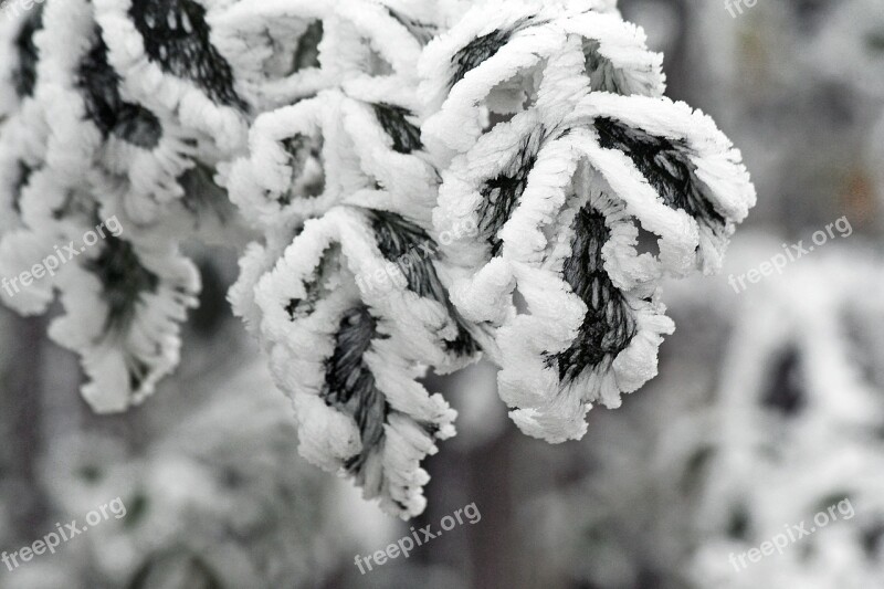 Winter Frozen Icing Whites Frost