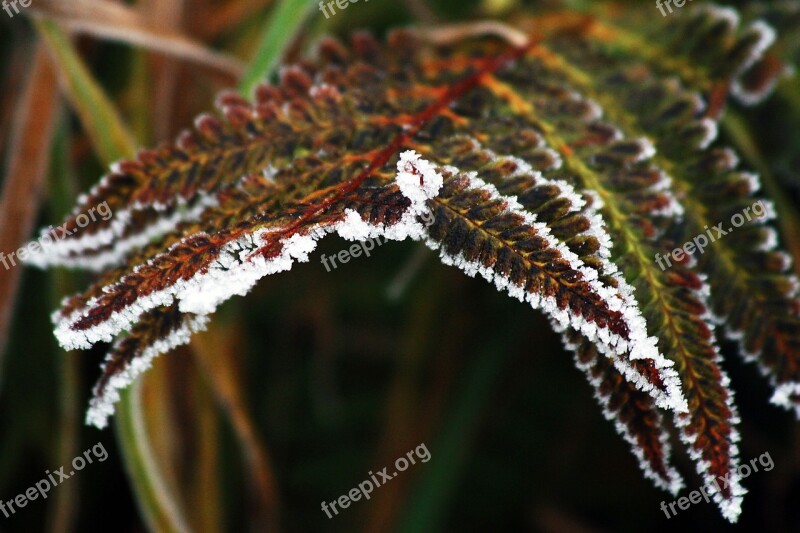 Winter Frozen Icing Whites Frost