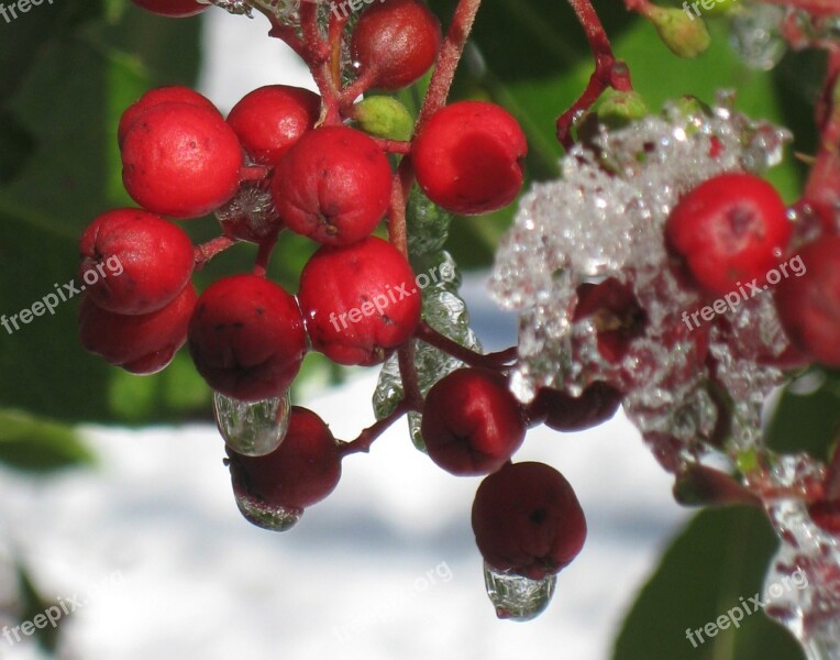 Winter Frost Berries Frozen Nature