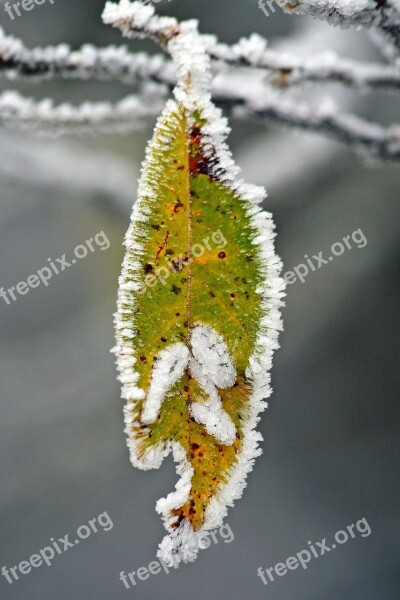 Winter Frozen Icing Whites Frost