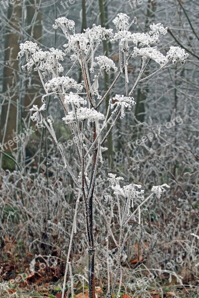 Winter Frozen Icing Whites Frost