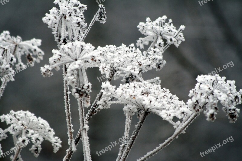 Winter Frozen Icing Whites Frost