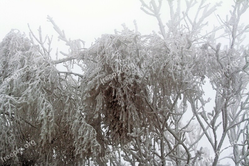 Winter Frozen Icing Whites Frost