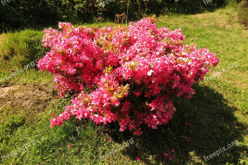 Rhododendron Pink Bush Ireland Nature