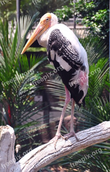 Heron Bird Zoo Feathers Beak